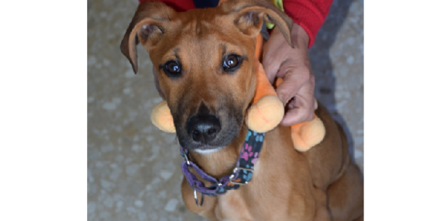 tackle adopcion mundoseguros Tackle seguro mascotas